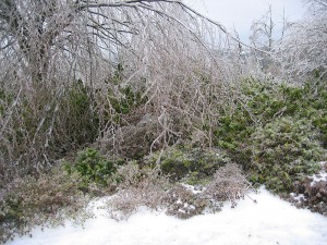 800px-Ice_Encased_Trees_and_Bushes_in_Winter