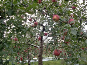 apple orchard