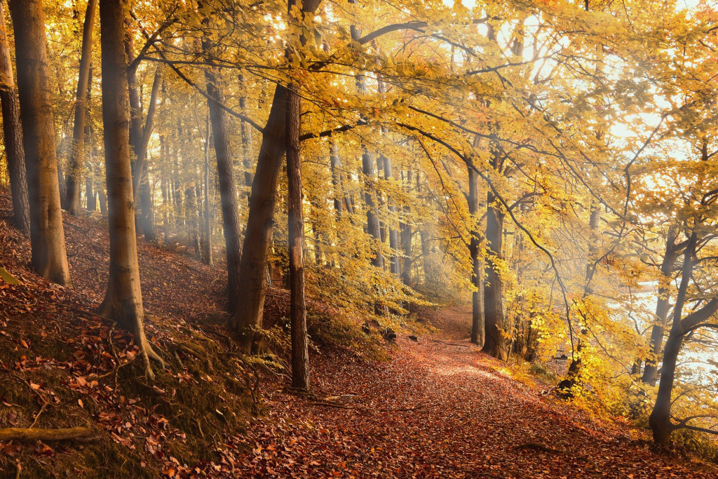 Autumn Forest