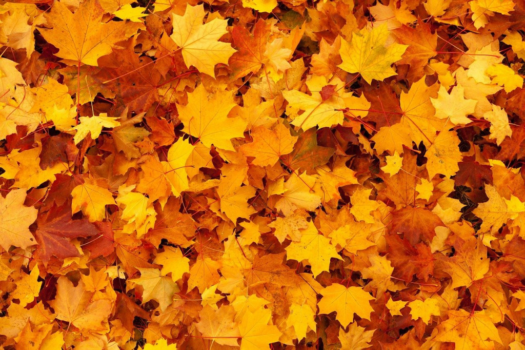 leaf pile